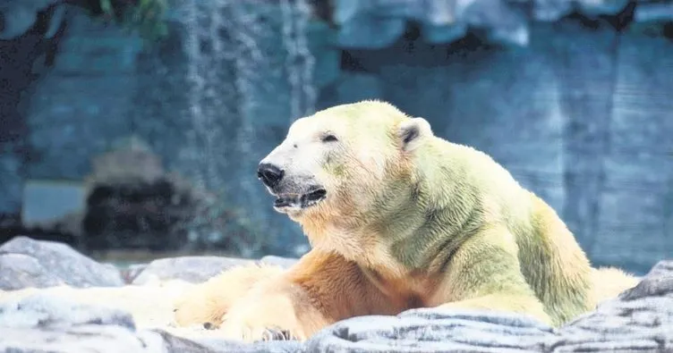Tropik iklimde doğan tek kutup ayısı öldü