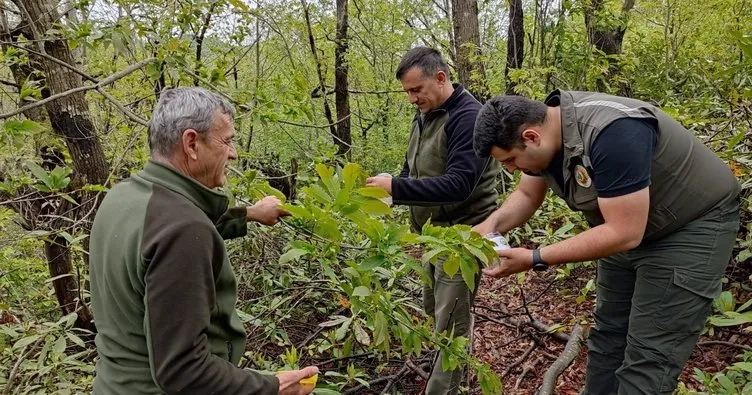 Ormanda “Gal Arısı” tespit edildi: Mücadele başladı