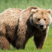 Rüyada Süt Görmek Ne Anlama Gelir? Rüyada Süt İçmek Ne Demek? sgkyardim