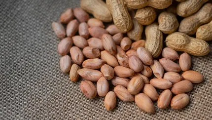 Yer Fıstığı Nerede Yetişir? Yer Fıstığı En Çok Nerede, Hangi Bölgede ve İklimde Yetiştirilir?