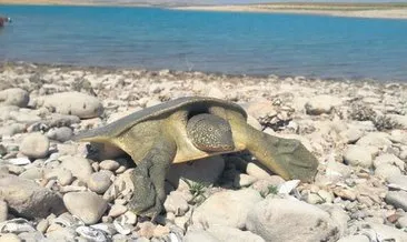 Nesli tükenmekte olan Fırat kaplumbağası
