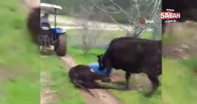 Anne inek ölen yavrusunu sürükleyen traktörün peşini bırakmadı!