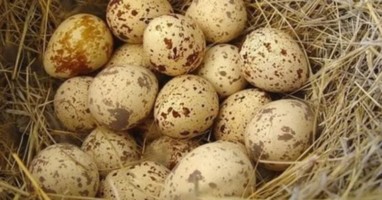 Bıldırcın Yumurtasının Faydaları Nelerdir? Protein Deposu Bıldırcın Yumurtası Hangi Hastalıklara ve Neye İyi Gelir, Ne İşe Yarar?