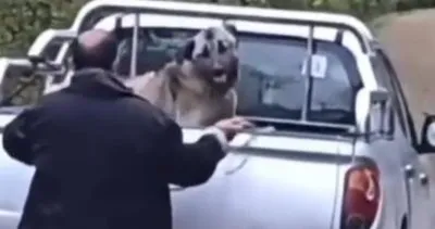 Kamyonetteki köpeğe halatla şiddet uygulayan kişi gözaltına alındı #trabzon