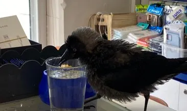 Kedi saldırısından kurtardığı karga en yakın dostu oldu!
