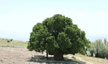 Nevşehir’de bin yıllık anıt ağaç hala meyve veriyor