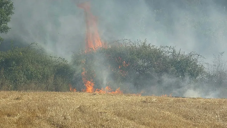 SON DAKİKA: Hatay, Mersin ve Çanakkale'de orman yangını! Alevlerle mücadele sürüyor: Bakanlar son bilançoyu açıkladı