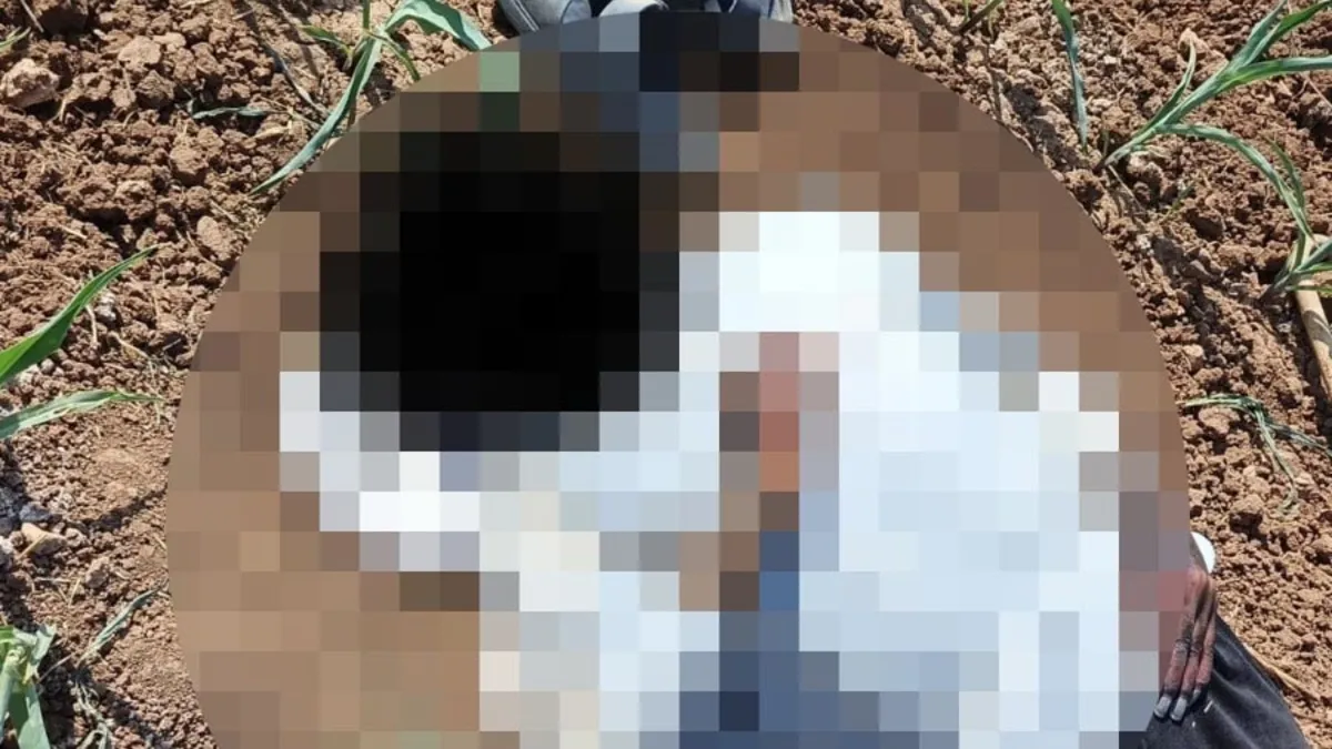 Akçakale’de mısır tarlasında erkek cesedi bulundu Akçakale’de mısır tarlasında erkek cesedi bulundu