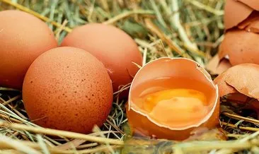 ’Kanser ilacı yumurtlayan’ tavuklar yetiştirildi