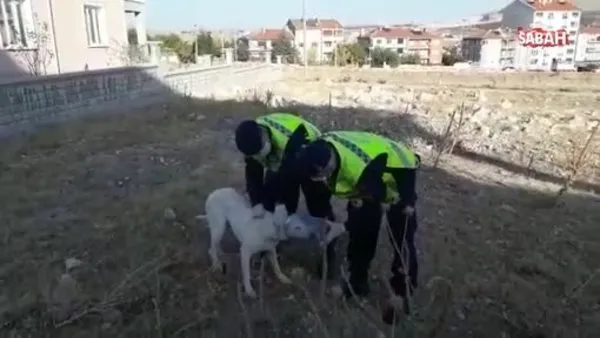 Jandarma köpeğin hayatını böyle kurtardı | Video