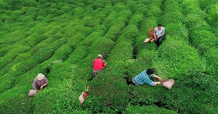 Çay ihracatı 11 ayda 24 milyon dolara ulaştı