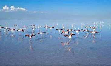 Türkiye’nin en önemli kuş türlerinden “Flamingolar” koruma altında
