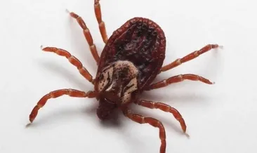 Dünyada kene paniği