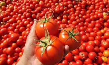 D Vitamini eksikliğine çare genetiği düzenlenmiş domates