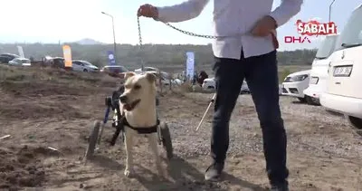 Engelli köpeği sahiplenerek yurtdışından yürüteç getirttiler