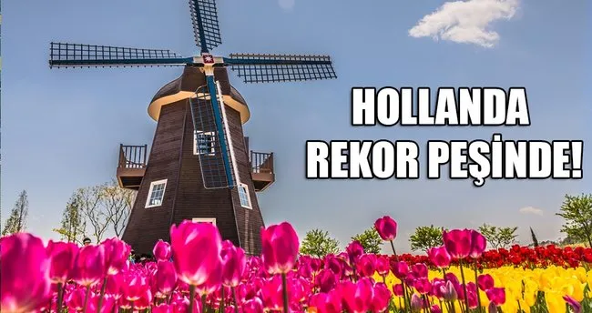 Hollanda, lale sezonunda ihracat rekoru peşinde!
