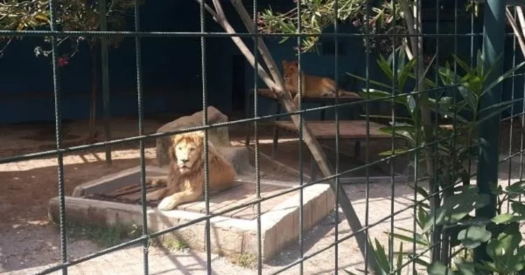 Antalya’da selfie çektirmek için kafese giren aileye aslan saldırdı