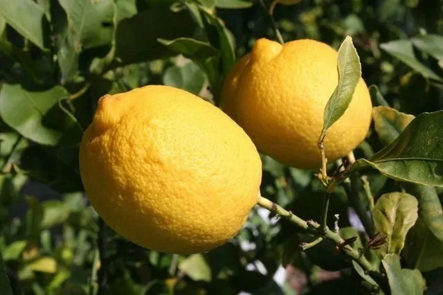 Limon suyunun yararları