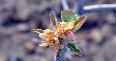 Kayseri’de yalancı bahara aldanan meyve ağaçları çiçek açtı #kayseri