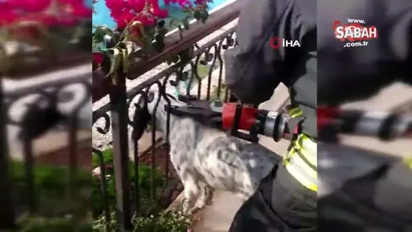 Balkon korkuluğuna sıkışan köpeği itfaiye kurtardı