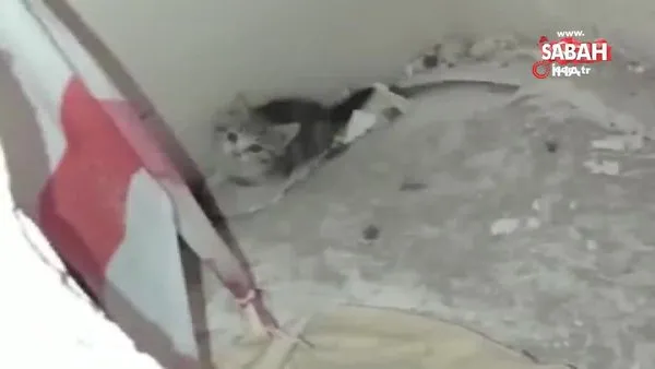 İmparatorlar salonunda yavru kedileri kurtarma operasyonu kamerada | Video