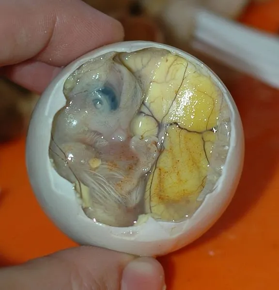 17 günlük döllenmiş ördek yumurtasını ’bayılarak’ yiyorlar! O yemeği gördüğünüz an bile tüyleriniz ürperecek...