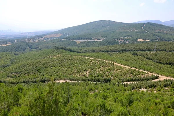 izmirde-yaralar-sariliyor-milyonlarca-fidan-toprakla-bulustu-1783412641565.jpg