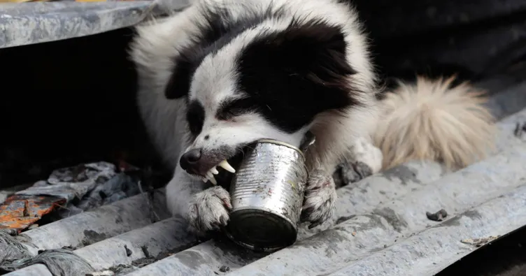 Rüyada köpek ısırması ne anlama gelmektedir? Rüyada köpek ısırması