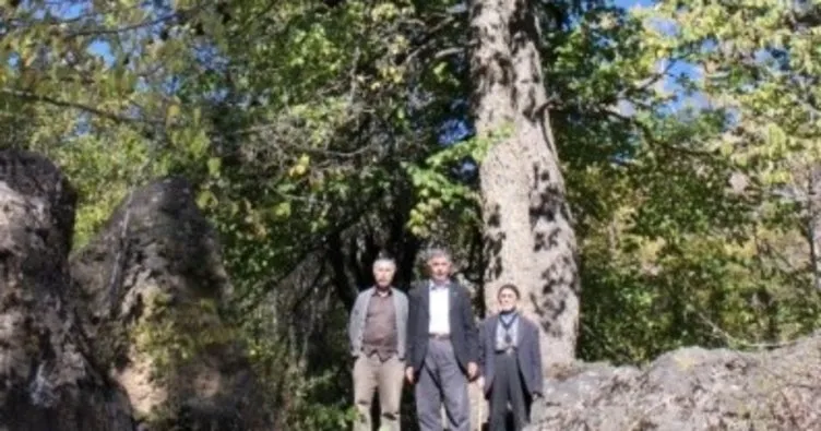 Türkiye’nin en büyük fındık ağacı Çamoluk’ta