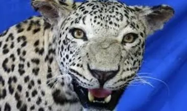 Hindistan’da küçük kız 4 yaşındaki kardeşini leopardan kurtardı