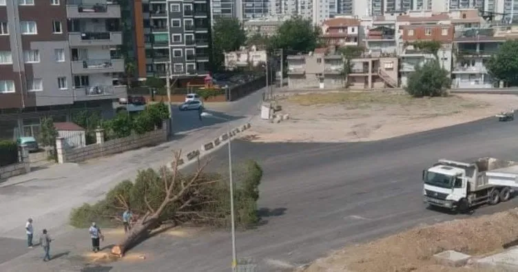 İzmir Büyükşehir Belediyesi yarım asırlık ağacı kesti!
