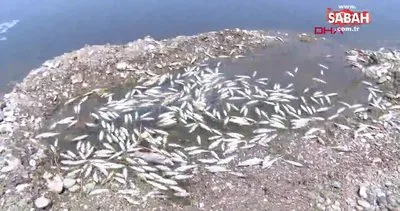 Dicle Nehri’nde balık ölümlerine inceleme | Video