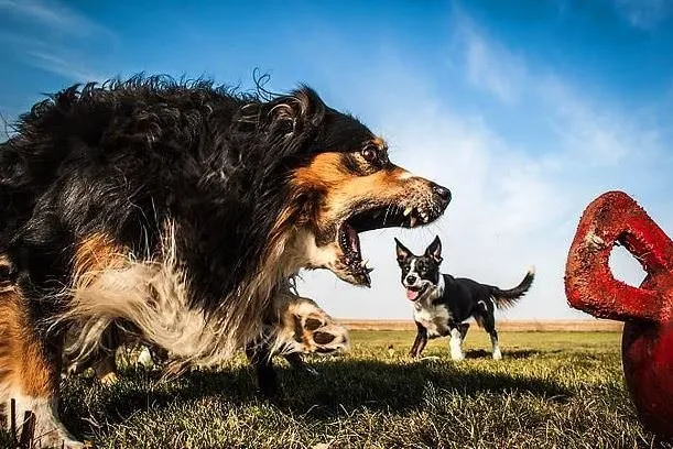 Dev köpeklerin birbirinden ilginç fotoğrafları