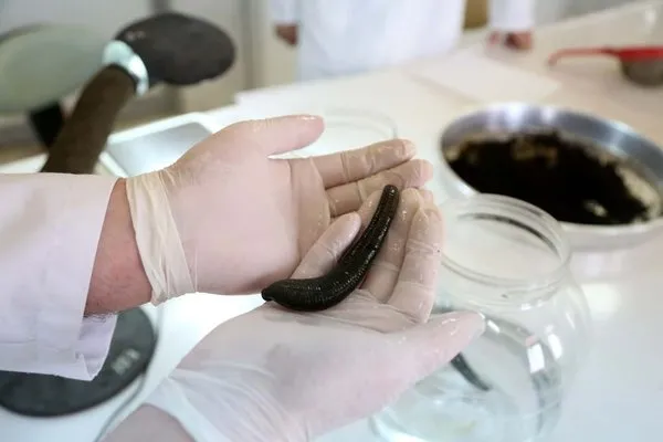 Sülüğün tanesi 18 dolardan alıcı buluyor