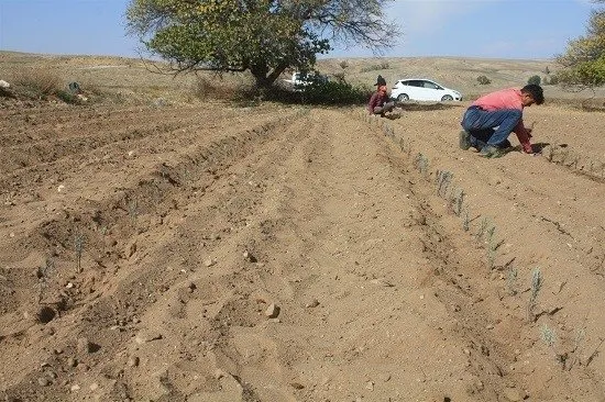 Yozgat’ta Lavanta dikimi yapıldı