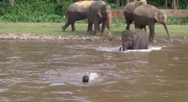 Yavru filden şaşırtan hareket!