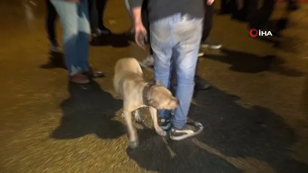 Antalya'da yanmaktan son anda kurtulan köpek sahibinde böyle sığındı | Video