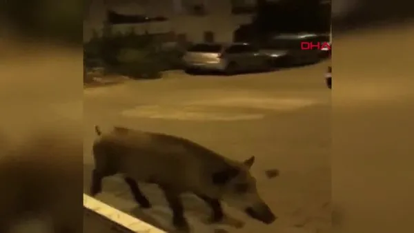 Antalya'da sokaklara inen yaban domuzu kamerada!