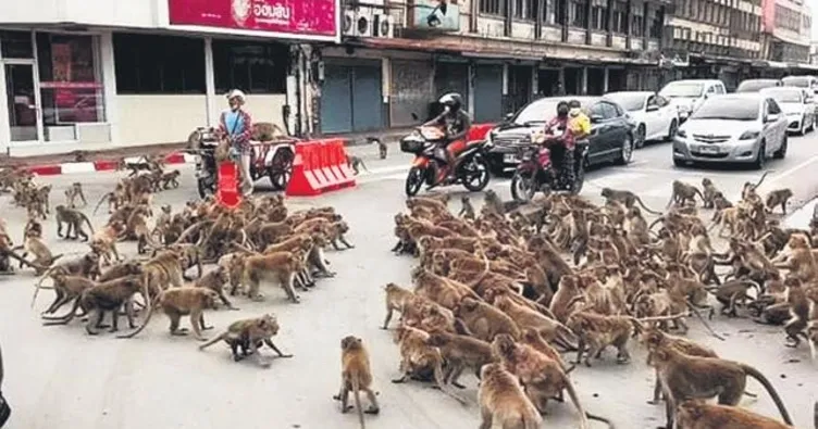 Maymunlar cehennemi!