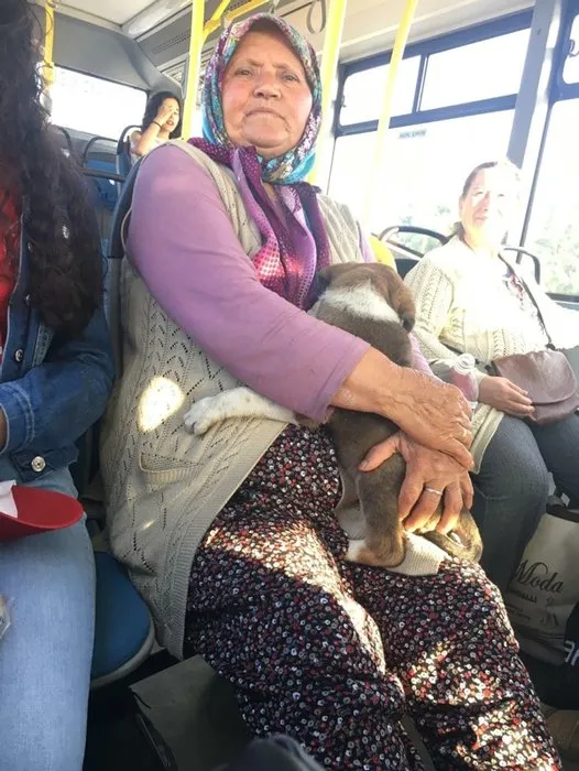 Yavru köpekle otobüse bindi, sosyal medyada konu oldu