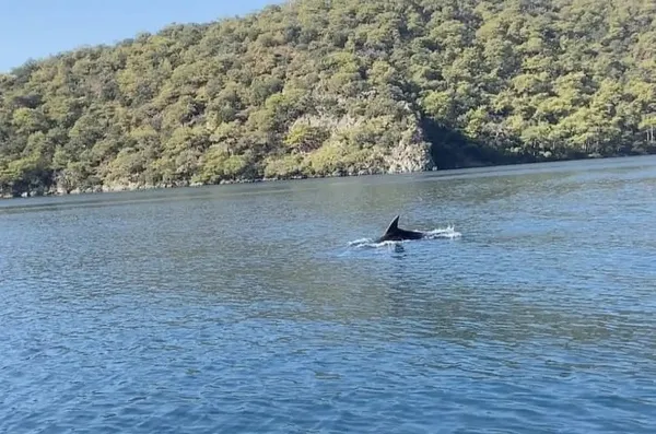 fethiye-oludenizde-yunus-baligi-surprizi-1727457648154.jpg
