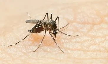 Dikkat çeken araştırma! Sivrisineğin koklama duyusuyla kanser dedektörü geliştirdi
