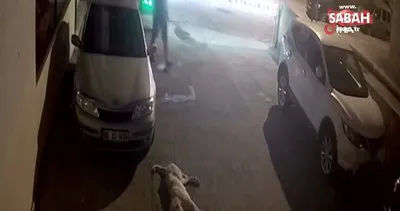 Köpeğin saldırısına uğrayan adamın yaşadığı korku dolu anlar kamerada | Video