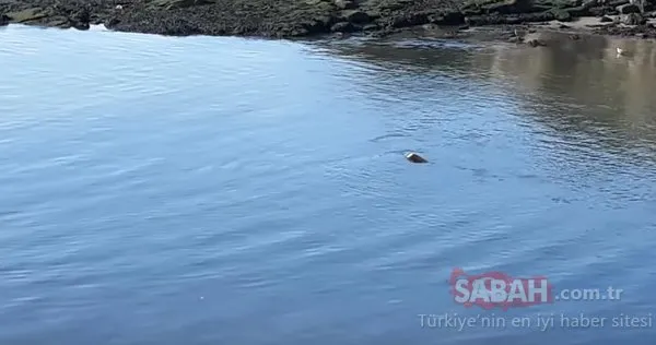 Gizemli deniz yaratığı balıkçıyı şaşkına çevirdi!