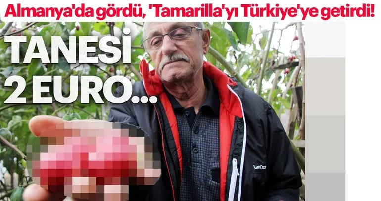 Almanya’da gördü, ’Tamarilla’yı Türkiye’ye getirdi!  Tanesi 2 euro...