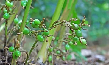 Şeker hastalarına şifa oluyor!