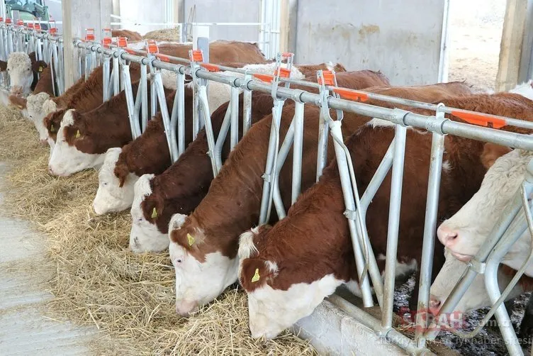 buzagi desteklemeleri ne zaman hangi gun yatacak buzagi destegi yatti mi son dakika haberler