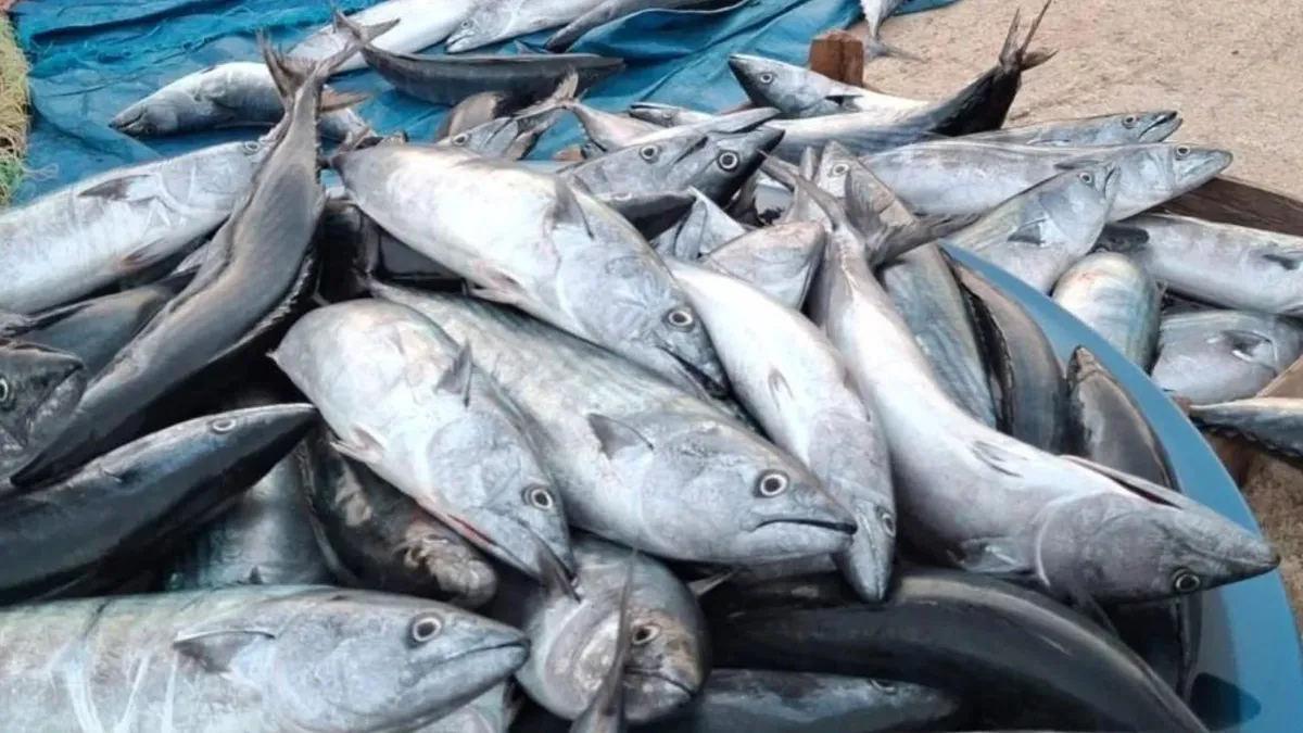 Karadeniz'de balık fışkırıyor, kışlık için stok yapmaya başladılar