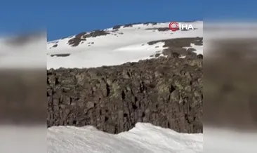 Malatya’da ayı ve yavrusu görüntülendi