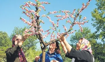 Guinness için 1 milyon ilmek